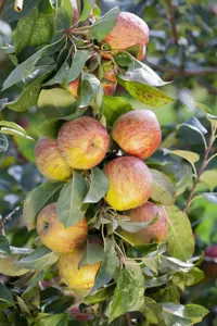 APPLE HONEYCRISP MM106 12L - image 2