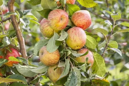 APPLE HONEYCRISP MM106 12L - image 3