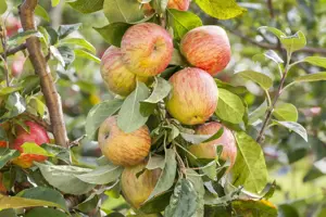 APPLE HONEYCRISP MM106 12L - image 3