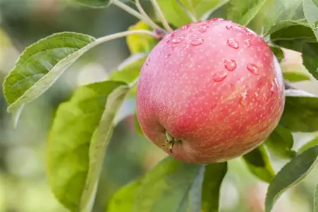 APPLE HONEYCRISP MM106 12L - image 4