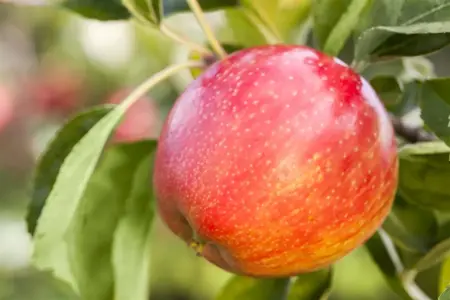 APPLE HONEYCRISP MM106 12L - image 5