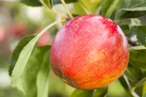 APPLE HONEYCRISP MM106 12L - image 5