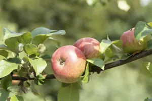 APPLE JAMES GRIEVE M26 ptd