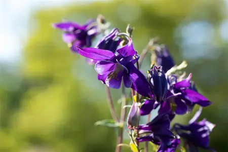 Aquilegia alpina - P9