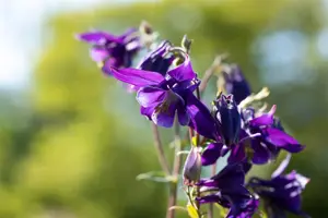 Aquilegia alpina