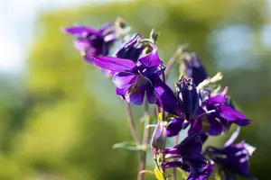 Aquilegia alpina 'Navy Blue' - P11