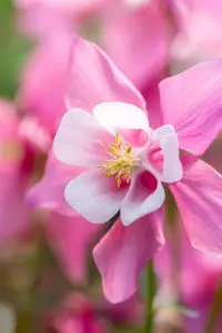 Aquilegia c. 'Spring Magic' blue/white - P13 - image 2