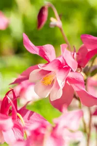 Aquilegia c. 'Spring Magic' blue/white - P13 - image 4