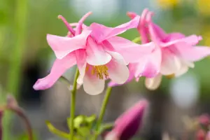 Aquilegia c. 'Spring Magic' blue/white