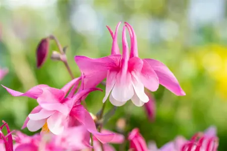 Aquilegia c. 'Spring Magic' blue/white - P13 - image 3