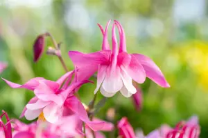 Aquilegia c. 'Spring Magic' blue/white - P13 - image 3