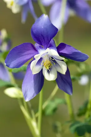 Aquilegia caer. 'Spring Magic Navy' - P13 - image 4