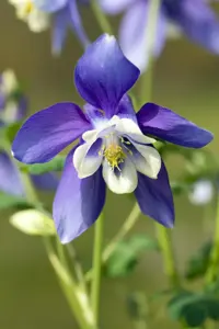 Aquilegia caer. 'Spring Magic Navy' - P13 - image 4