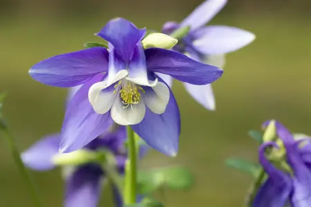 Aquilegia caer. 'Spring Magic Navy' - P13 - image 2