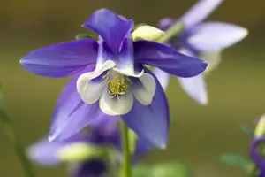 Aquilegia caer. 'Spring Magic Navy' - P13 - image 3
