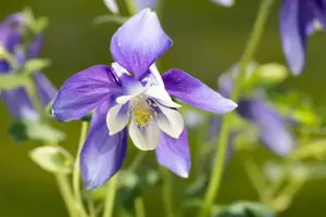 Aquilegia caer. 'Spring Magic Navy' - P13 - image 5