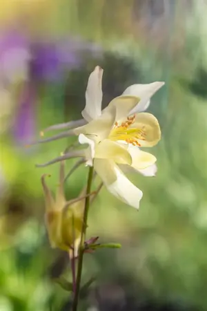 Aquilegia caer. 'Spring Magic Yellow' - P11 - image 4