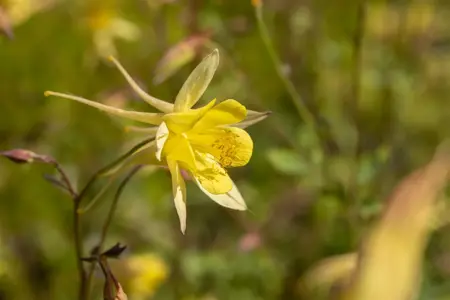Aquilegia caer. 'Spring Magic Yellow' - P11 - image 1