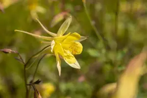 Aquilegia caer. 'Spring Magic Yellow' - P11 - image 4