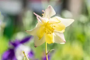 Aquilegia caer. 'Spring Magic Yellow' - P11 - image 2