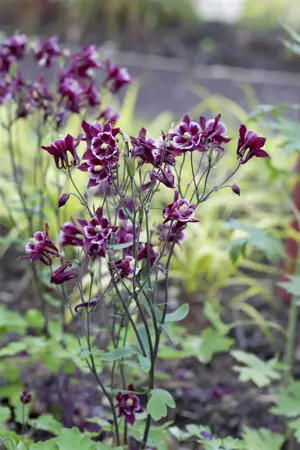Aquilegia caerulea - P9 - image 2