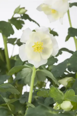 Aquilegia caerulea - P9 - image 5