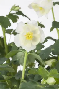 Aquilegia caerulea - P9 - image 5
