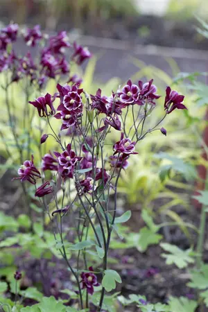 Aquilegia caerulea - 2 Ltr pot - image 2