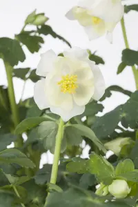 Aquilegia caerulea - 2 Ltr pot - image 4