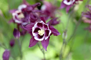 Aquilegia caerulea