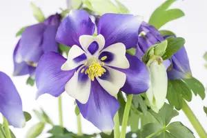 Aquilegia caerulea - 2 Ltr pot - image 3
