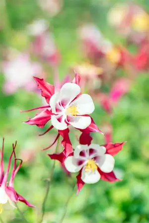 Aquilegia 'Crimson Star' - P9 - image 2