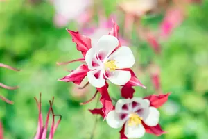 Aquilegia 'Crimson Star' - P9 - image 3