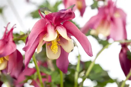 Aquilegia 'Crimson Star' - P11 - image 1