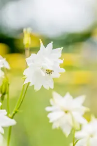 Aquilegia 'Green Apples'