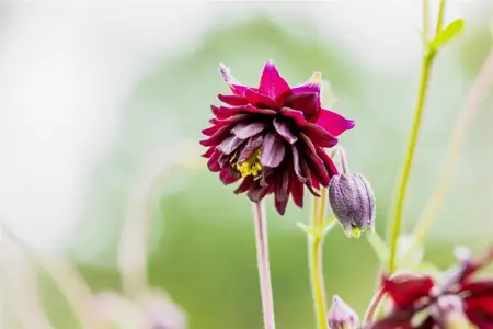 Aquilegia 'Green Apples' - P9 - image 2
