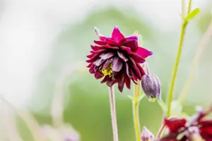 Aquilegia 'Green Apples' - P9 - image 2