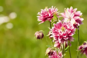 Aquilegia 'Nora Barlow'