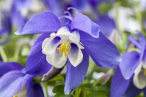 AQUILEGIA SPRING MAGIC BLUE AND WHITE