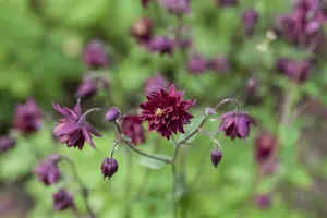 Aquilegia v. 'Black Barlow' - 2 Ltr pot - image 1