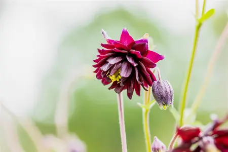 Aquilegia v. 'Black Barlow' - 2 Ltr pot - image 2