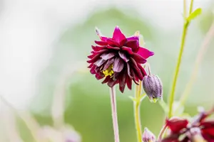 Aquilegia v. 'Black Barlow' - 2 Ltr pot - image 2
