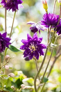 Aquilegia v. 'Blue Barlow'