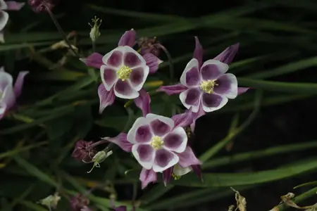 Aquilegia v. 'William Guiness' - P9 - image 1