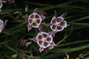 Aquilegia v. 'William Guiness'