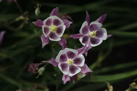 Aquilegia v. 'William Guiness' - P9 - image 2
