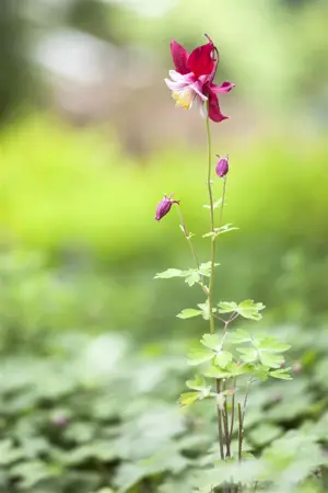 Aquilegia vulgaris - P9 - image 2