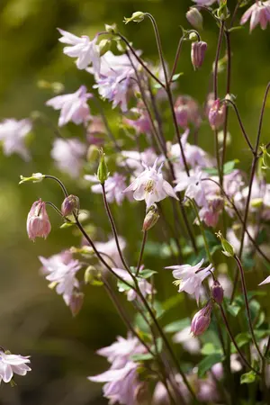 Aquilegia vulgaris - 2 Ltr pot - image 1