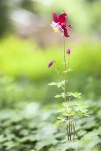 Aquilegia vulgaris - 2 Ltr pot - image 2