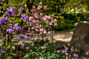 Aquilegia vulgaris - P9 - image 5
